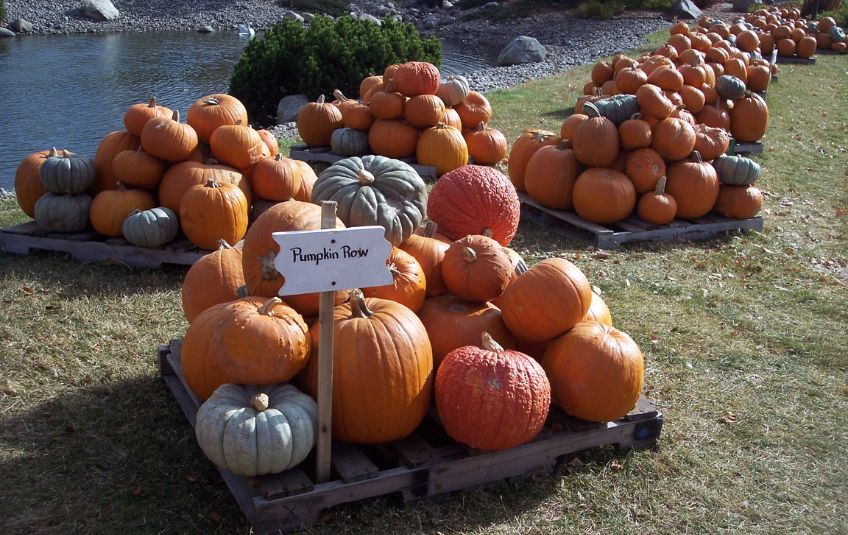 Pallets of colorful pumpkins and a sign saying pumpkin row down the banks of a small body of water in Minnesota, USA